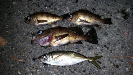 自作ロッドの試し釣り