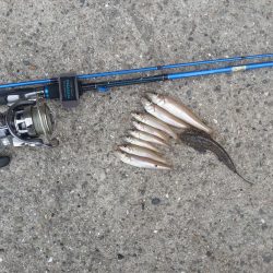 初心に戻ってサビキ