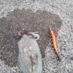 やっぱり…コウイカ2