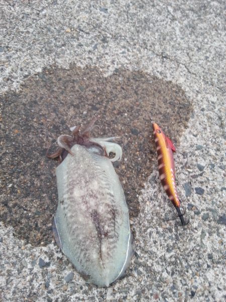 やっぱり…コウイカ2