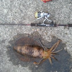 やっぱり…アオリイカ1