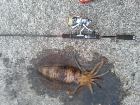 やっぱり…アオリイカ1