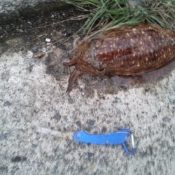 やっぱり…コウイカ3