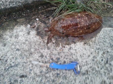 やっぱり…コウイカ3