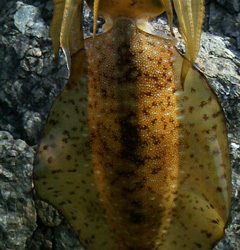 逢井漁港で初★アオリ980g