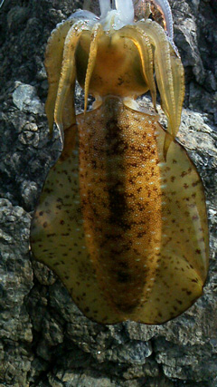 逢井漁港で初★アオリ980g