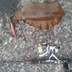 やっぱり…アオリイカ2