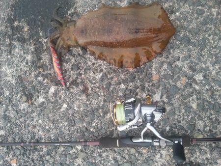 やっぱり…アオリイカ2