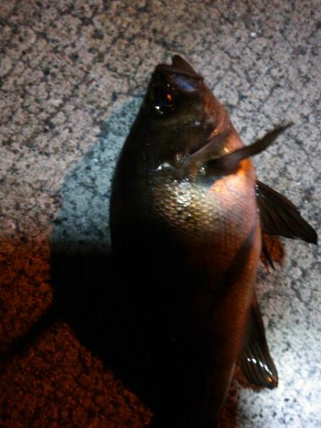 北公園メバリング2