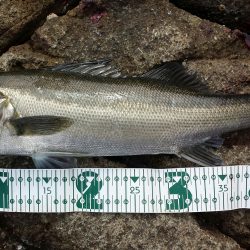 ショアジギング