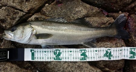 ショアジギング