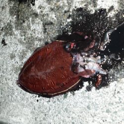 とりあえずコウイカ