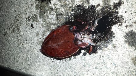 とりあえずコウイカ