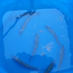 エサなしサビキと