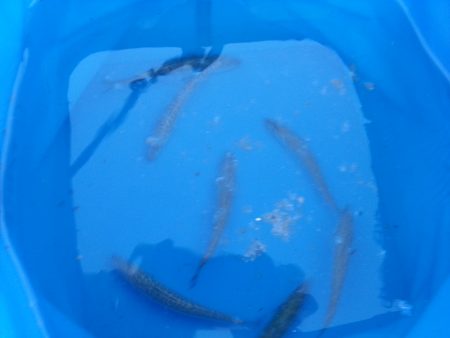 エサなしサビキと