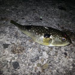 久々メバリング