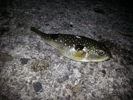 久々メバリング