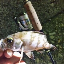 アタリは、あるのですが…