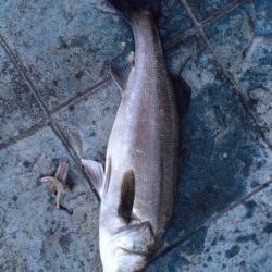 超荒食いのファイター