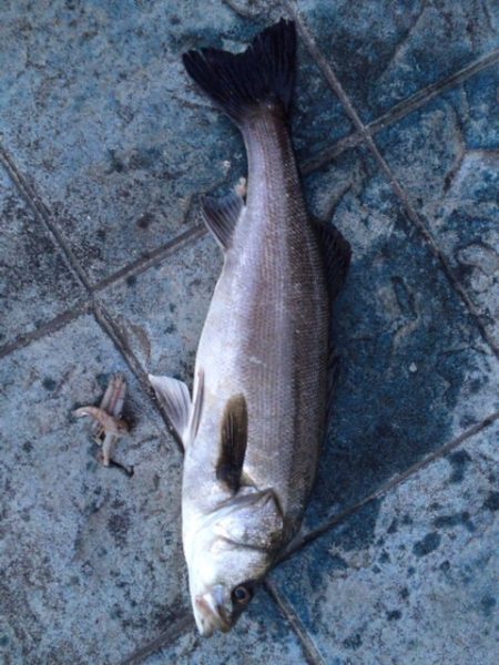 超荒食いのファイター