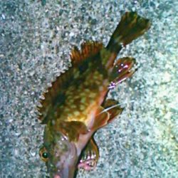 ガシリング･大漁