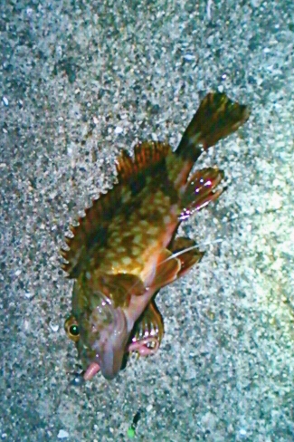 ガシリング･大漁