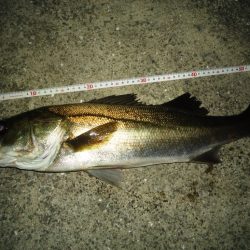 激渋バチパターン