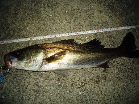 激渋バチパターン