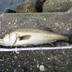 デイ・シーバス