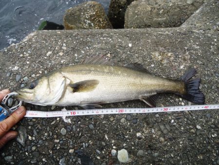 デイ・シーバス