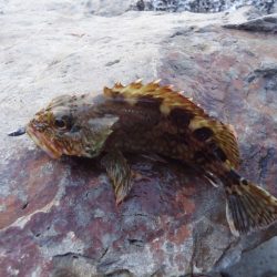 デイガシリング