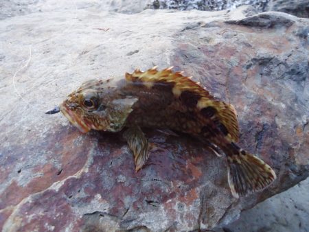 デイガシリング