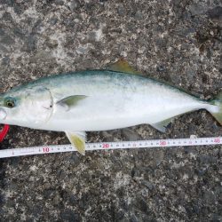 メタルジグ＆トップウォータープラグでゲット！！