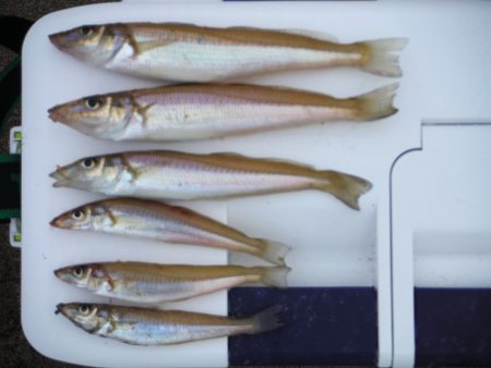 神崎海岸でキスの投げ釣り開幕