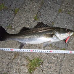 南芦屋浜　バチ抜けシーバス