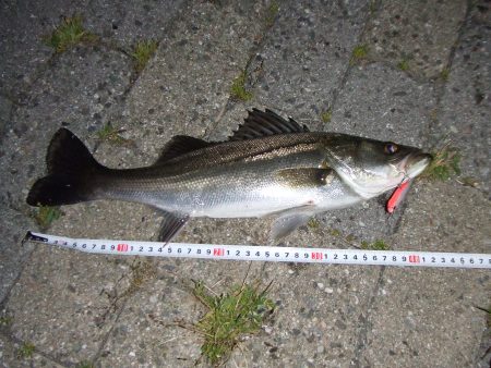 南芦屋浜　バチ抜けシーバス