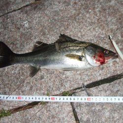 南芦屋浜　バチ抜けシーバスはカラーに偏食
