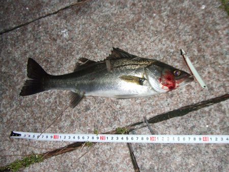 南芦屋浜　バチ抜けシーバスはカラーに偏食