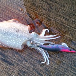 のっこみまではもう少し。