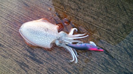 のっこみまではもう少し。