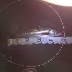 初のミノーでのシーバス