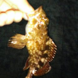 メバリングのつもりが