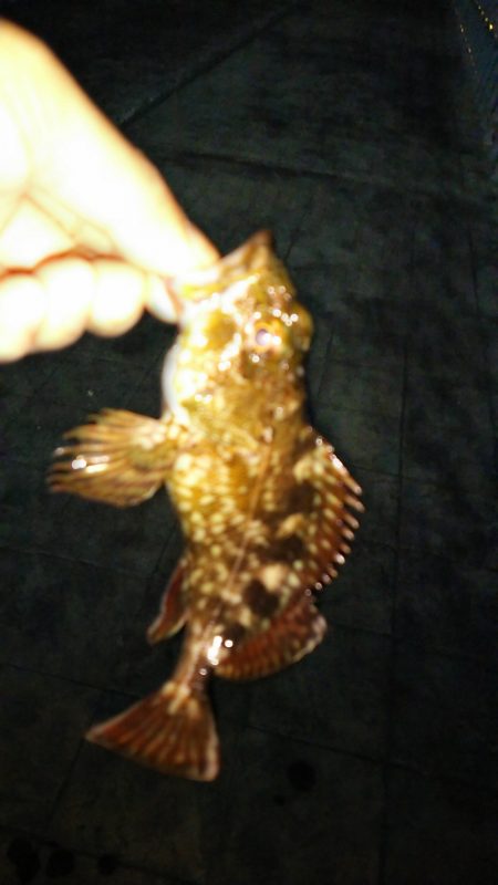 メバリングのつもりが