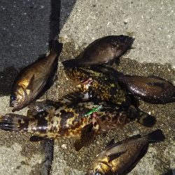 自作カブラにヒット連発