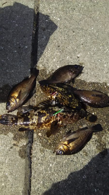 自作カブラにヒット連発