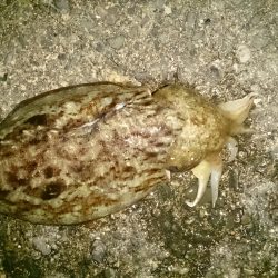 水平移動でのせた二杯