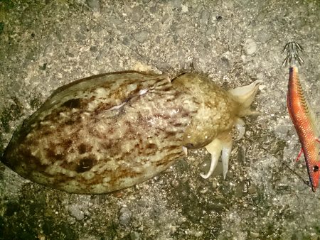 水平移動でのせた二杯