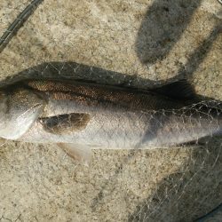 デイゲームシーバス炸裂