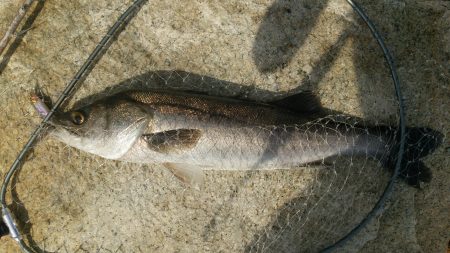 デイゲームシーバス炸裂