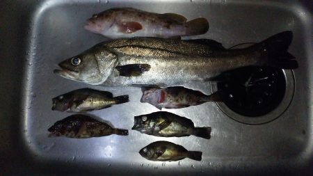 ロックフィシュ釣行